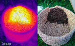 CAT s60, clusters of bees