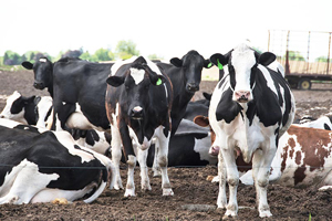 maximize cattle