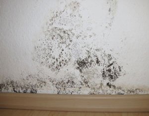 Mold growing on wall