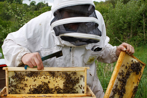 CAT s60 Monitoring Honeybees